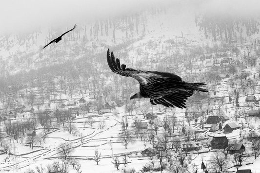 Chasing Silence in Snow: A Himalayan Vulture and Winter Memory