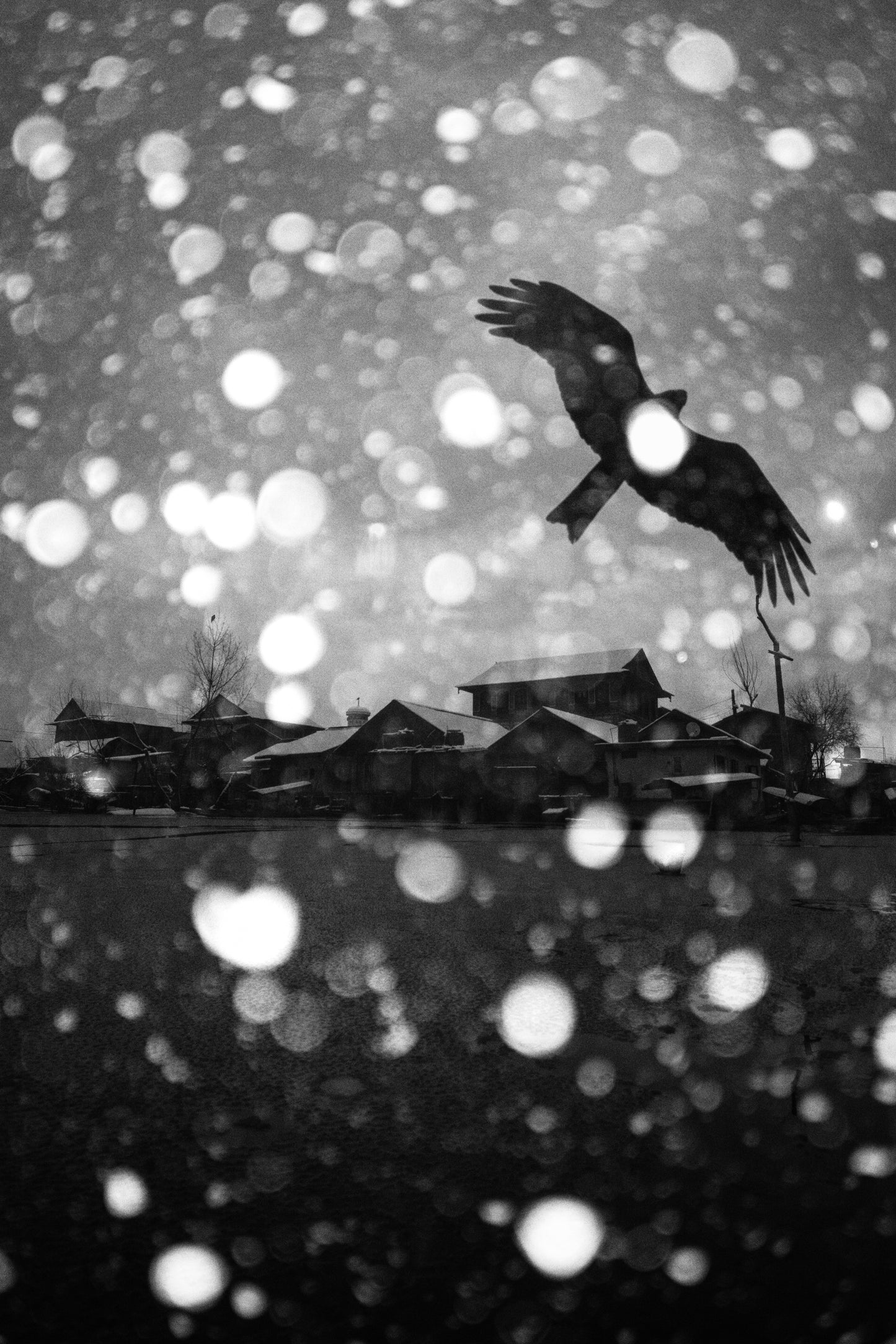 Raven in Snowfall Over Dal Lake - Fineart archival print, wallart