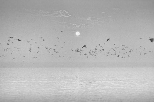 Chorus on varanasi ganges