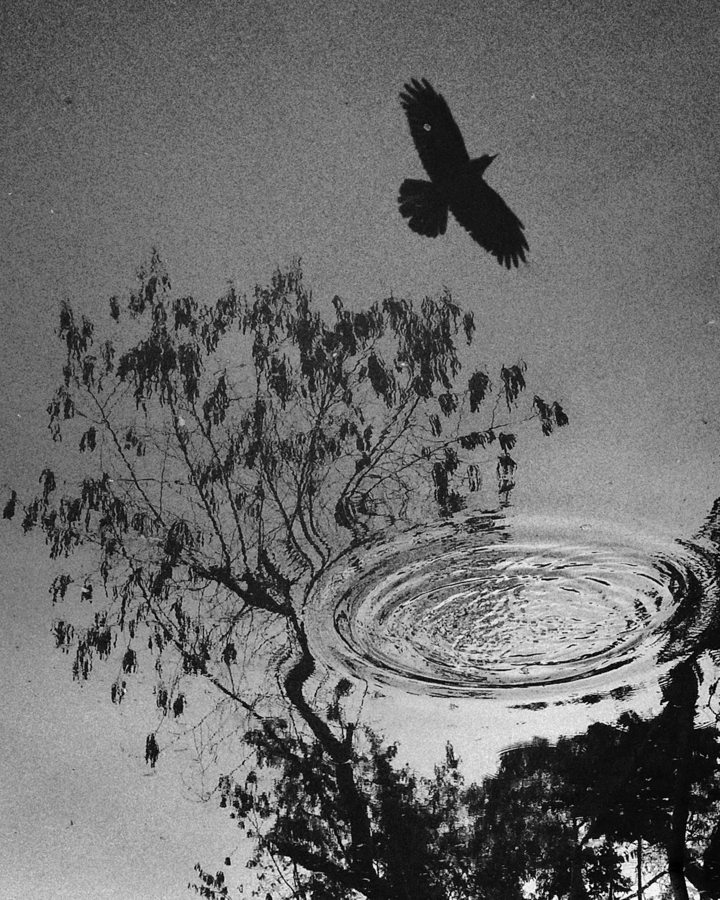 Reflection of a Raven and Tree   - Fineart archival print, wallart