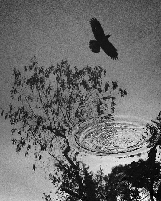 Reflection of a Raven and Tree   - Fineart archival print, wallart
