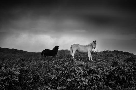 Two Horses in a Field Under Dark Clouds - Fineart archival print, wallart