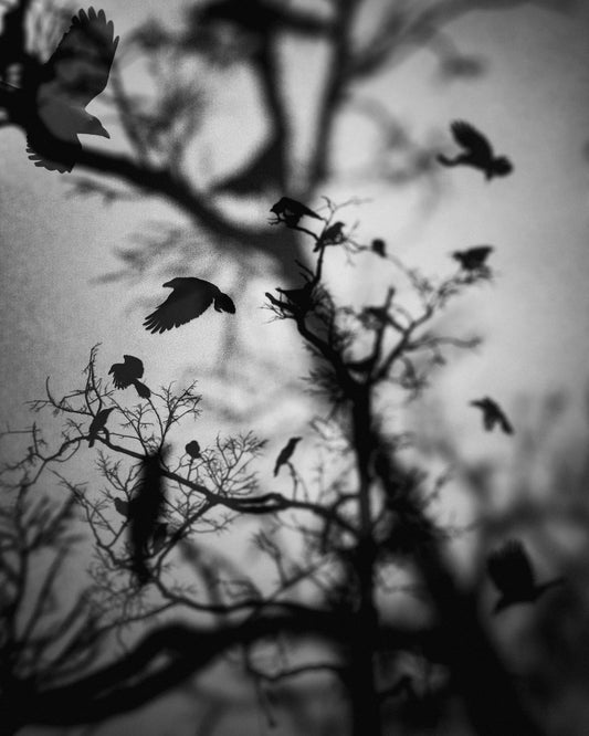 Mystical Gathering of Ravens   - Fineart archival print, wallart