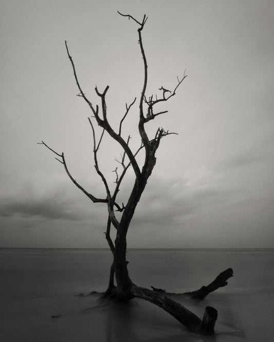 Lonely Dead Tree on the Andaman Sea - Fineart archival print, wallart
