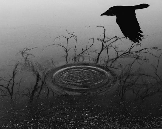 Raven Over Water with Ripple - Fineart archival print, wallart