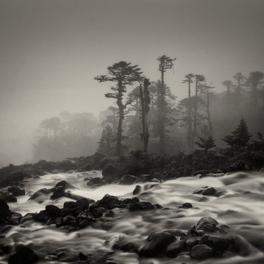 Wild Mountain River in Misty Forest - Fineart archival print, wallart