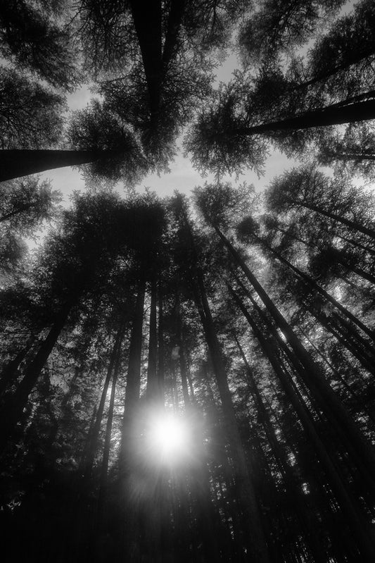 Sunset in pine forest, Uttrakhand