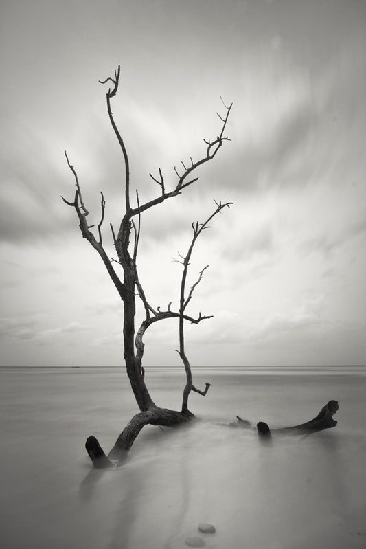 Dead tree on andaman sea