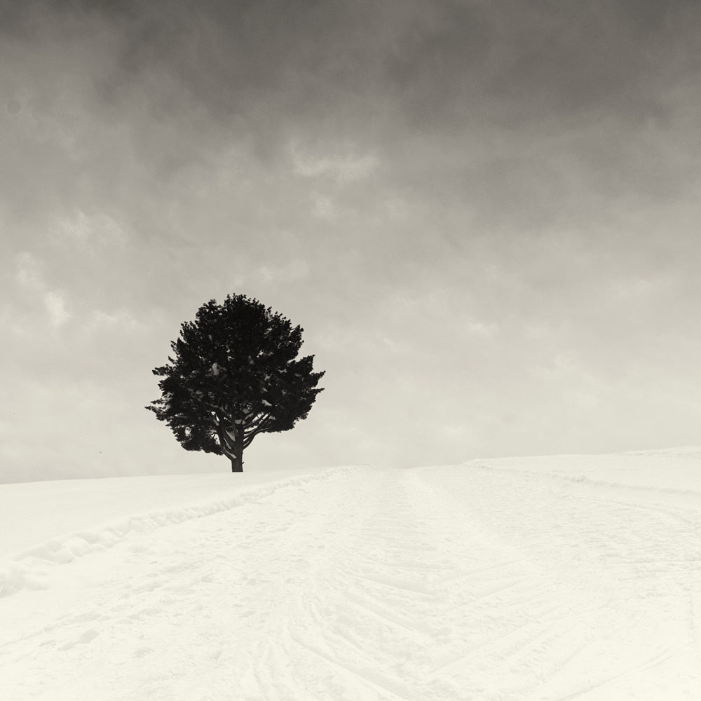 Lonely tree Kashmir #9