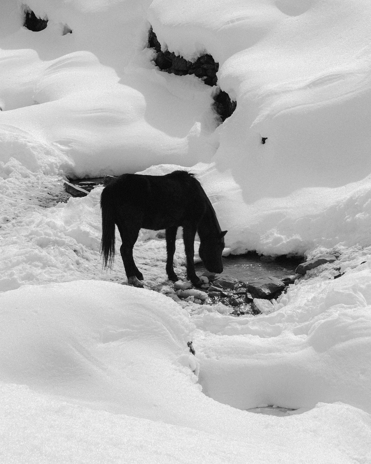 Horse in the Snow