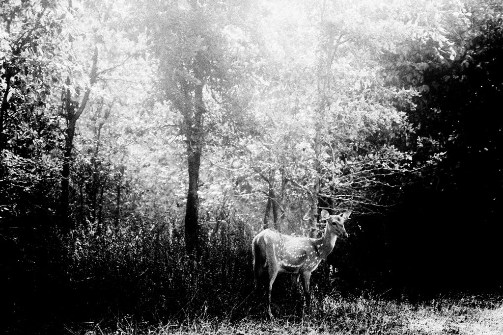 Solitude of the Forest #2 Arts & Entertainment Jayanta Roy 